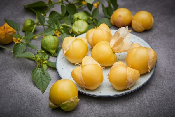 Tomatillo "Amarylla"